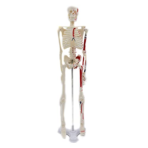 Farbiges menschliches Skelett-Modell, farbig, 45 cm Höhe, für Unterricht, Lernen, Bildung, Display, Werkzeug, Farbiges menschliches Skelettmodell für Anatomie, kleine Studien von Glanhbnol