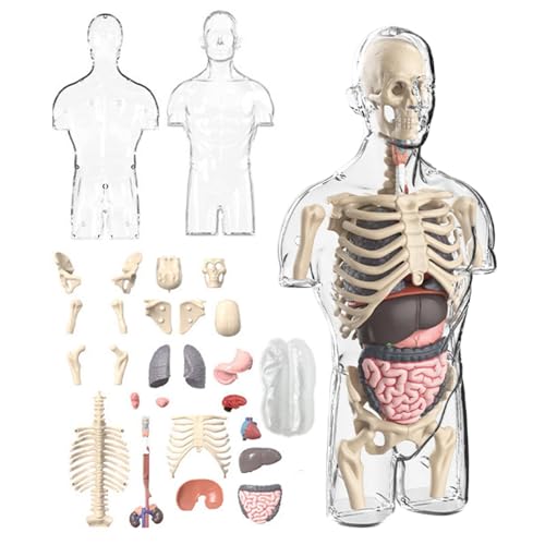 Anatomie Modell Torso des Menschen Anatomiemodell Menschlicher Körper Anatomisches Menschliches Torso Anatomie Modell Menschlicher Körper Modell Anatomie Modell Torso Teile von Glugahrif