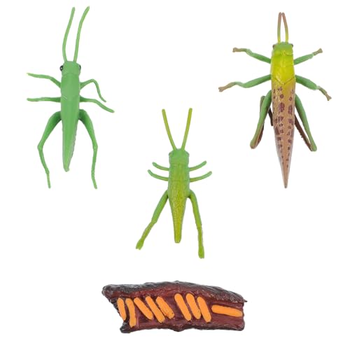 Gogogmee Realistisches Cricket Lebenszyklus Modell Handbemalte Insekten Figuren Pädagogisches Lernspielzeug zur Naturerfahrung Kreative Spielzeuge mit Dekorations Sammlerwert Gogogmee Realistisches Cricket Lebenszyklus Modell Handbemalte Insekten Figuren Pädagogisches Lernspielzeug zur Naturerfahrung Kreative Spielzeuge mit Dekorations Sammlerwert von Gogogmee
