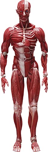 Freeing Human Anatomical Model Figma Actionfigur, Mehrfarbig von FREEing