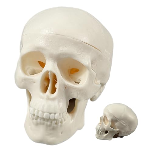 Gungtj Menschlicher Schädel | Anatomische Schädelknochen - Kleines Anatomie Lehrmodell Dekoration für Halloween Unterricht Wissenschaft Lernen Gungtj Menschlicher Schädel | Anatomische Schädelknochen - Kleines Anatomie Lehrmodell Dekoration für Halloween Unterricht Wissenschaft Lernen von Gungtj