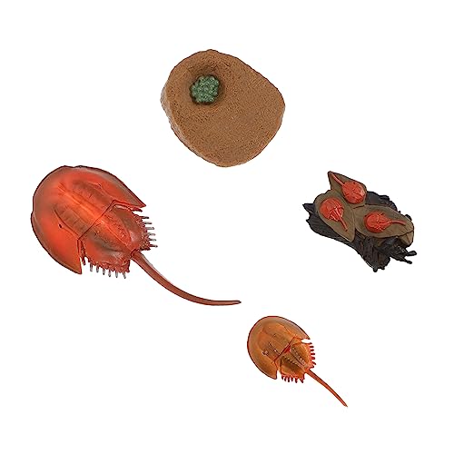 HAWILLOSCH 1 Satz Wachstumszyklus Spielzeug Kleinkindspielzeug Amphibienfiguren Kinder bastelset basteln für Kinder Blumentöpfe für Kinder Miniaturen Desktop-Ornament Meeresorganismus-Modell von HAWILLOSCH