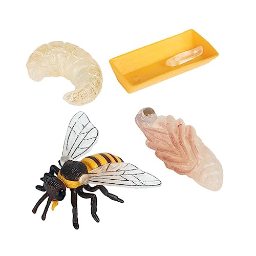 HAWILLOSCH Bee Wachstumszyklus Modell Realistische Bienen Lebenszyklus Spielzeuge für Lernspielzeug Naturwissenschaftliche Bildung Kognitive Ab Jahren HAWILLOSCH Bee Wachstumszyklus Modell Realistische Bienen Lebenszyklus Spielzeuge für Lernspielzeug Naturwissenschaftliche Bildung Kognitive Ab Jahren von HAWILLOSCH
