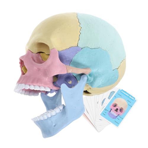 HAWILLOSCH Modell Medizinischer Lehrmittel Schädelmodell Abnehmbares Farbige Menschen Schädel Modell 4d Anatomisches Schädel Modell Für Den Unterricht Stem Lernspielzeug Für Anatomie Lehrmittel HAWILLOSCH Modell Medizinischer Lehrmittel Schädelmodell Abnehmbares Farbige Menschen Schädel Modell 4d Anatomisches Schädel Modell Für Den Unterricht Stem Lernspielzeug Für Anatomie Lehrmittel von HAWILLOSCH