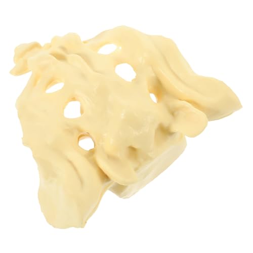 HEALEEP 1pc Sacrum Bone Anatomy Model Medizinisches Sacrum Anatomisches Modell Für Krankenhäuser von HEALEEP