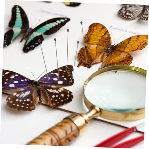 HEALSOPTHY 100 Stück Edelstahl Insekten Fixiernadeln Set Präzise Entomologie Montagewerkzeug für Probenpräparation und Display Langlebig und Vielseitig für Sammler und Hobbyisten HEALSOPTHY 100 Stück Edelstahl Insekten Fixiernadeln Set Präzise Entomologie Montagewerkzeug für Probenpräparation und Display Langlebig und Vielseitig für Sammler und Hobbyisten von HEALSOPTHY