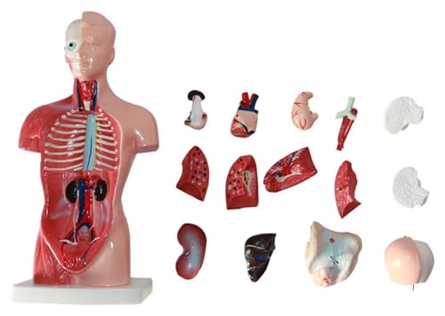 Anatomischen 26 cm/10,2 Zoll Menschliche innere Organe Menschliche Anatomie Torso Anatomisches Modell Medizinisches Zubehör for Schulunterricht Lernwerkzeuge Modell von HELGN