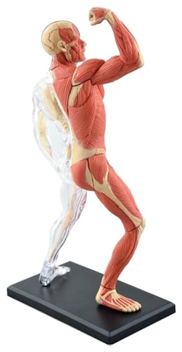 Anatomischen 46 Stück zusammengebautes menschliches Muskelanatomiemodell, Anatomisches Modell, medizinisches Modell, menschliche Anatomie, transparente Körperstudienwerkzeuge Modell von HELGN