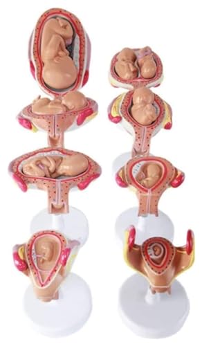Anatomischen 8 Set-Modell von Embryonen, Prozess der Entwicklung, Prozess der menschlichen Schwangerschaft, medizinisches Modell, Embryo-Fetal-Modell, Studienwerkzeuge Modell von HELGN