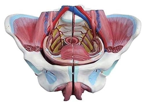 Anatomischen Anatomie des menschlichen Körpers, anatomisches Modell der Gebärmutter, weibliches Beckenmodell mit Genitalblutgefäß, Studienwerkzeug for anatomische Abschnitte Modell von HELGN