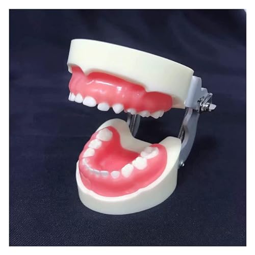 Anatomischen Anatomiemodell, Milchzahnmodell, Zahnmodell – for Kinderunterricht, Zahnmedizinstudenten, sauberes Display, zahnmedizinisches Lehrmodell Modell von HELGN