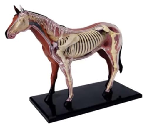 Anatomischen Anatomiemodell, Tieranatomiemodell, Simulation Pferd, Biomodell, Tierorgananatomie, biologisches Modell, Organmodell Modell von HELGN