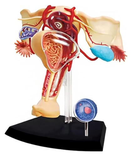 Anatomischen Anatomiemodell, menschliches Körpermodell, Lehre, 4D-menschliches weibliches reproduktives Anatomiemodell, menschliches Anatomiemodell, Organmodell Modell von HELGN