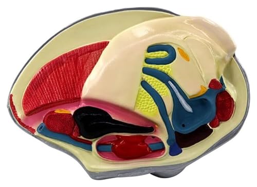 Anatomischen Anatomiemodell Flussmuschelmodell Tieranatomisches Modell Muschelanatomiemodell Biologieanatomiemodell Organemodell Modell von HELGN