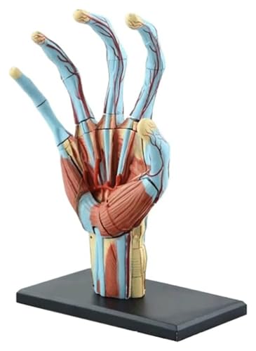 Anatomischen Anatomiemodell Menschliche Hand und Handgelenksskelettmodell Medizinisches anatomisches 1:1 Lebensgroßes menschliches Handgelenk-Studienskelettmodell Modell von HELGN
