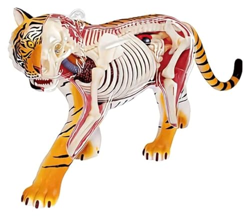 Anatomischen Anatomiemodell Tiger Anatomiemodell Abnehmbares Lehrmodell Tierkörpermodell Montagemodell Nierenmodell Biologiemodell Modell von HELGN