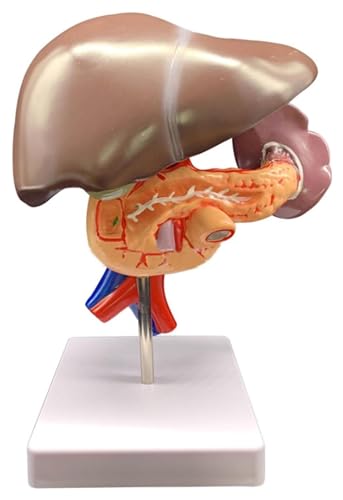 Anatomischen Anatomiemodell der menschlichen Leber, Bauchspeicheldrüse, Zwölffingerdarm, medizinische Lehrressourcen, Modell for Studenten, Lehrressourcen, Lernwerkzeuge Modell von HELGN