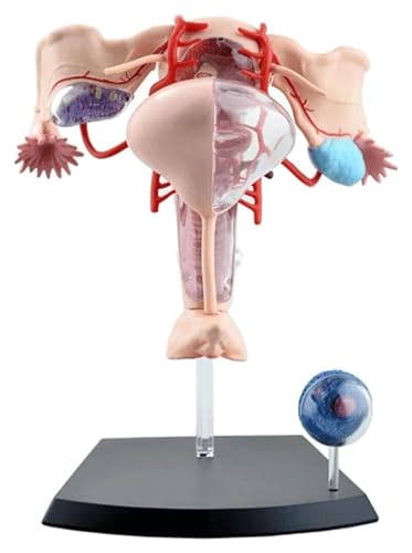 Anatomischen Anatomisches Modell des menschlichen Körpers, Skelettmodell, zeigt Gebärmutter, Eierstöcke, Vagina, Studienwerkzeug for anatomische Abschnitte Modell von HELGN