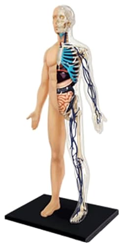 Anatomischen Anatomisches Modell menschlicher Muskelorgane, abnehmbare Teile for Medizinstudenten for Lernen, pädagogisches Ausstellungsorganmodell Modell von HELGN