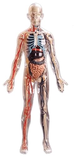 Anatomischen Anatomisches Modell menschlicher Muskelorgane, abnehmbare Teile for Medizinstudenten for Lernen, pädagogisches Ausstellungsorganmodell Modell von HELGN