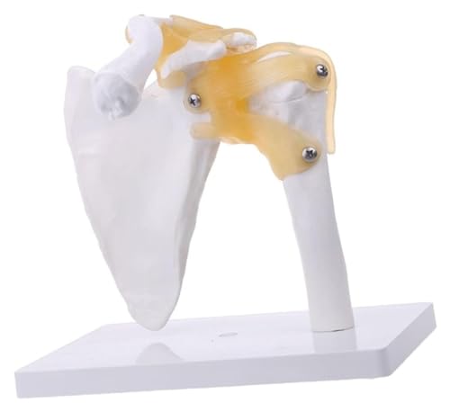 Anatomischen Anatomisches lebensgroßes menschliches Anatomie-Skelett-Schultergelenk-Knochen-Muskel-Modell for das Lehrmittel von Medizinschullehrern Modell von HELGN