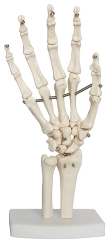 Anatomischen Das Skelett der rechten Hand mit beweglichen Gelenken zeigt Ulna und Radius und stellt die Bewegung der menschlichen Hand for die medizinische Anatomie DAR Modell von HELGN