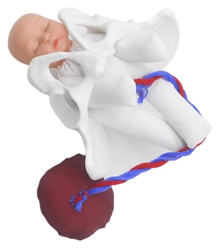 Anatomischen Entbindungsbeckenmodell Hebammenschulungsmodell Geburtsdemonstrationsset Becken und abnehmbare Plazenta Nabelstudie Modell von HELGN
