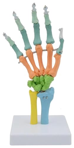 Anatomischen Farbe Biegsames Handknochenmodell Menschliches Skelett Anatomie Handgelenk Gelenk Ulna Radius Skizze Orthopädisches Lehrmittel Modell von HELGN