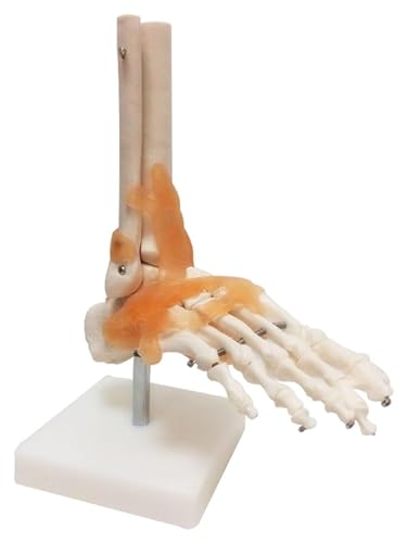 Anatomischen Fußgelenkmodell, menschlicher Fuß, Knöchel, Knochen, Skelettstrukturmodell mit Bändern, Fußgelenk, Lehrmodell, Lernwerkzeuge Modell von HELGN