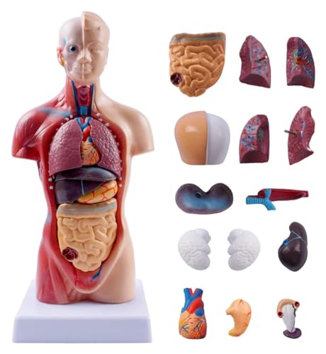 Anatomischen Medizinischer Torso, menschliches Körpermodell, Anatomiepuppe, 15 abnehmbare Teile, Bildung, Organe, Modell for den Unterricht, Lernwerkzeuge Modell von HELGN