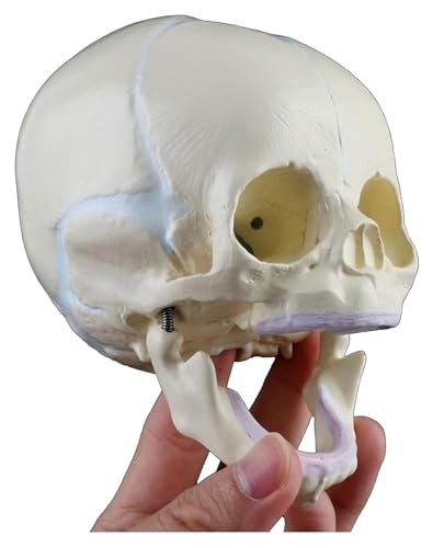 Anatomischen Menschlicher fetaler medizinischer Schädel, anatomisches Skelettmodell, Lern- und Lehrmittel for den medizinischen Wissenschaftsunterricht, Wissenschaftswerkzeug Modell von HELGN