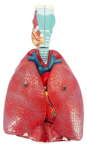 Anatomischen Menschliches Lungenmodell, Modell des Atmungssystems, Studie abnehmbarer Teile, zur Demonstration medizinischer Organmodelle Modell von HELGN