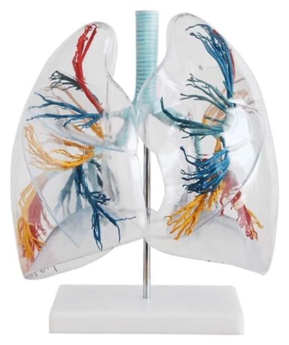 Anatomischen Menschliches Lungenmodell Organe Modell Transparentes Lungensegment Anatomisches Modell Lehrmodell Bronchialbaum 2X Medizinisches Modell Modell von HELGN