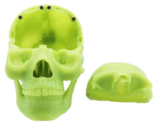 Anatomischen Menschliches Schädelmodell in fluoreszierender Farbe mit 15 Teilen, abnehmbarem Schädel, Anatomie, Schädel, medizinisches Lehrmittel, Lernwerkzeuge Modell von HELGN