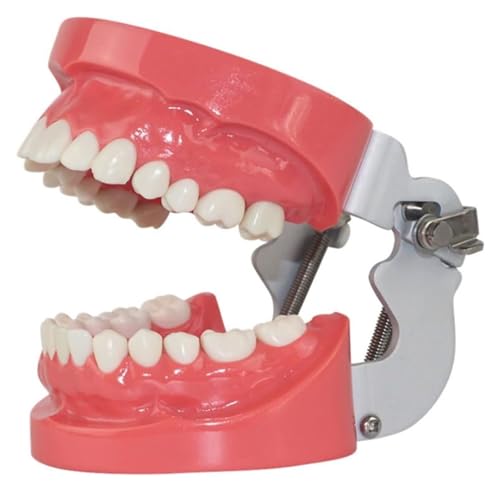 Anatomischen Menschliches Standardzahnmodell, 28 Zähne, Zahnpflegemodell, medizinisches Lehrdisplay for Krankenhausschul-Lernwerkzeuge Modell von HELGN