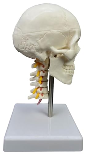 Anatomischen Menschliches erwachsenes Schädelmodell, medizinisches anatomisches Modell, menschlicher Kopfschädel mit Halswirbel, Lehrmodell, Lernwerkzeuge Modell von HELGN