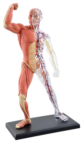 Anatomischen Modell der menschlichen Muskel- und Skelettanatomie mit 46-teiligen abnehmbaren Organen und Muskelanatomie for Lernen und Lehren von Lernwerkzeugen Modell von HELGN