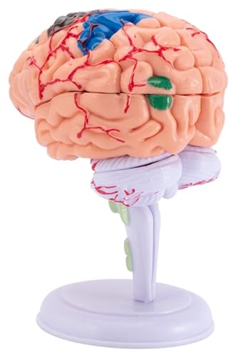 Anatomischen Modell des menschlichen Gehirns, zerlegt, anatomisch, 4D-Modell des menschlichen Gehirns, medizinische Lehre (31 Teile abnehmbar), Lernwerkzeuge Modell von HELGN
