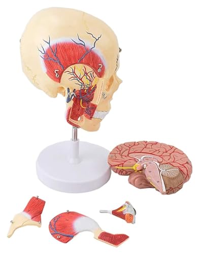 Anatomischen Modell des menschlichen Kaumuskels, Kiefer, Gesichtsstruktur, Anatomie, Muskel, Nerv, arterielle Vene, for wissenschaftliche Studien Modell von HELGN