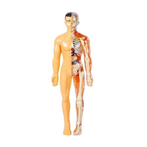 Anatomischen Modell des menschlichen Skeletts, Körperanatomiemodell mit aussehenden Knochen und Bewegung for naturwissenschaftliches Lernen, Anatomiemodelle Modell von HELGN