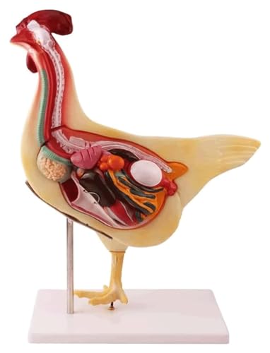 Anatomischen Realistischer Hühneranatomiemodus, Modell der Tiereingeweideforschungsorgane, abnehmbare Biologie for den Tierunterricht Modell von HELGN
