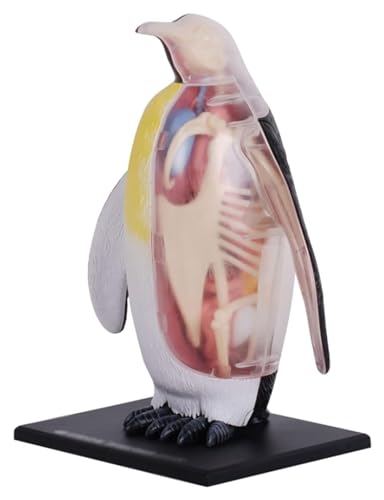Anatomischen Tierisches anatomisches Modell, Pinguin-anatomisches Modell, Simulationsmodell, abnehmbares 34-teiliges Organmodell for Lernwerkzeuge Modell von HELGN