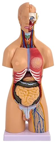 Anatomischen Torso-Anatomiemodell, 21,6 Zoll, menschlicher Torso, 21 Teile, abnehmbares Modell, Anatomiemodelle, lebensgroße medizinische Anatomie-Lernwerkzeuge Modell von HELGN