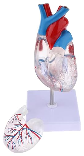 Anatomischen Transparentes Modell der Anatomie des menschlichen Herzens, Lehrmittel for medizinische Wissenschaft, Anatomie des menschlichen Skeletts zur Anzeige von Lernwerkzeugen Modell von HELGN