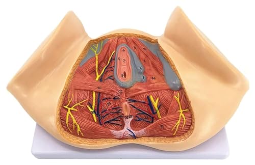 Anatomischen Weibliches Perineum-Modell, Fortpflanzungssystem, Anus-Anatomie, weibliches Beckenmodell, medizinisches Modell, Lehrmittel, Lernwerkzeuge Modell von HELGN