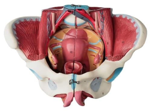 Anatomischen Weibliches medizinisches anatomisches Beckenmodell mit abnehmbarem neuromuskulärem Uterus-Anatomiemodell der genitalen Blutgefäße Modell von HELGN