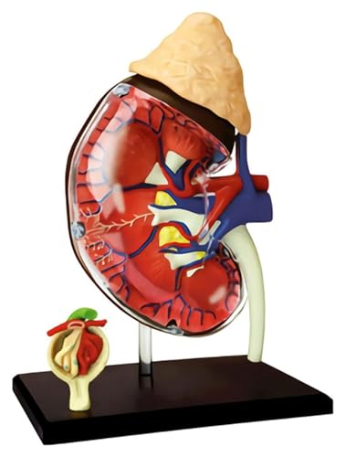 HELGN Anatomischen 4D Vision Modell der menschlichen Nierenanatomie, abnehmbar, 13 Teile, menschliche Anatomie for Studenten, naturwissenschaftliche, medizinische Lehrmodelle Modell von HELGN