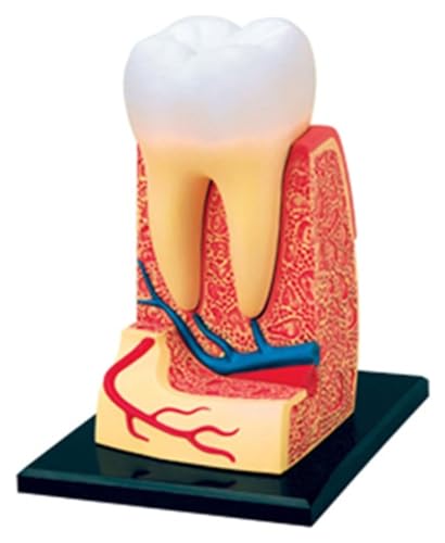 HELGN Anatomischen Anatomie-Baugruppe eines menschlichen Zahnmodells, geeignet for Forschung und Lehre von Zahnmedizinstudenten, die Display-Lernwerkzeuge unterrichten Modell von HELGN