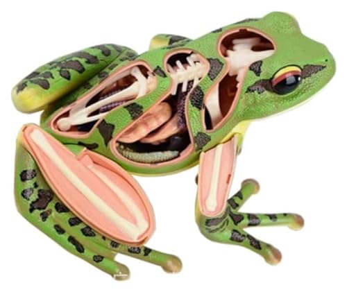 HELGN Anatomischen Anatomiemodell Frosch Tieranatomiemodell Biologisches Modell Tierorgananatomie Populärwissenschaftliches Lehrspielzeug Organmodell Modell von HELGN