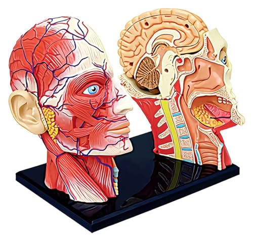 HELGN Anatomischen Fortschrittliches Organmodell, menschliches Modell, Kopf, oberflächlicher neurovaskulärer Muskel, Organmodell for medizinische Modellstudienwerkzeuge Modell von HELGN